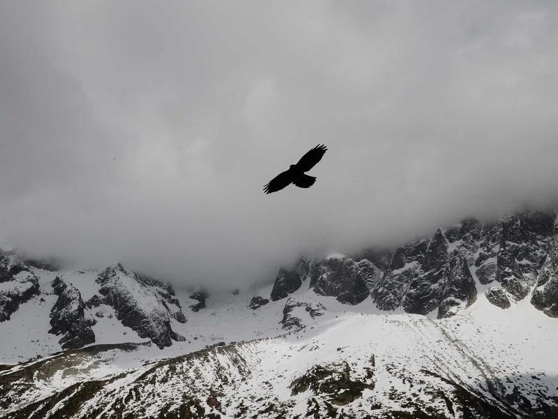 仿生义肢<br>bcxjjkz.cn 赛博格改造舱